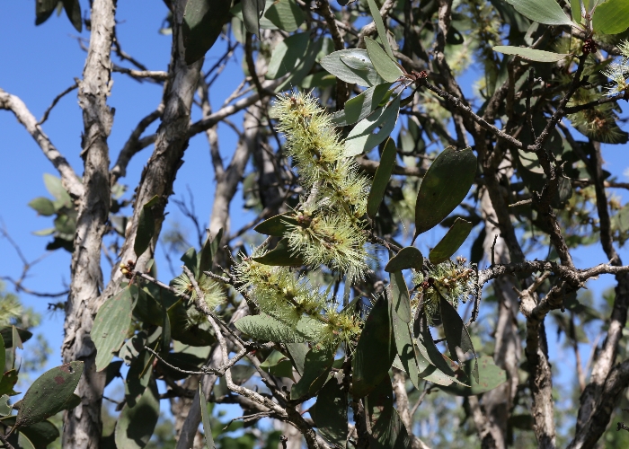 North Queensland Plants Myrtaceae